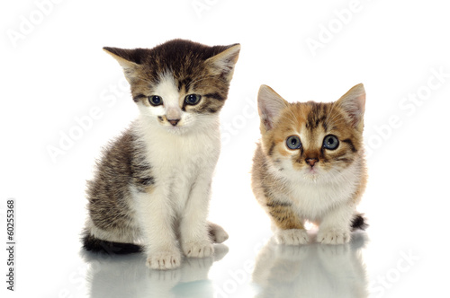 Cute kittens