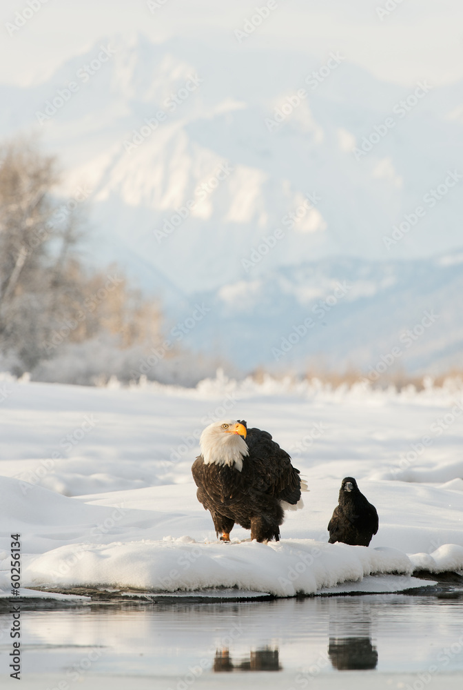 Obraz premium Bald eagle ( Haliaeetus leucocephalus ) and Black Raven.