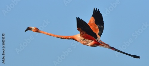 Flying  flamingo