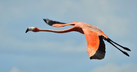 Poster Flamingo Vliegende flamingo met gespreide vleugels  © Uryadnikov Sergey