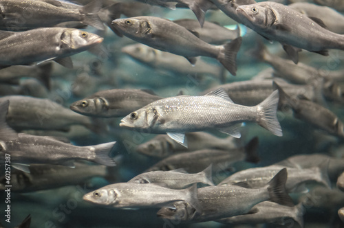 Plakat School of Silver Gray Fish
