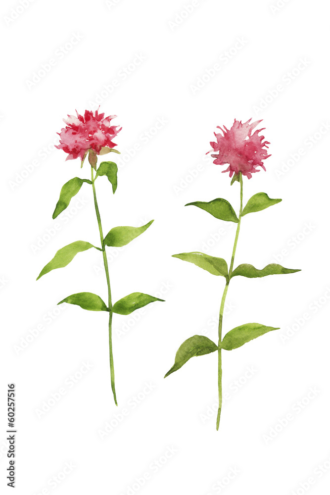 ベルガモットの赤い花 Stock Illustration Adobe Stock