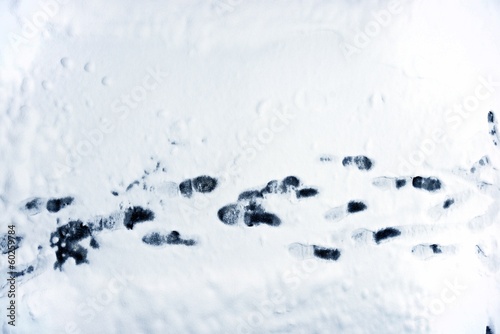 Footprints on Snow