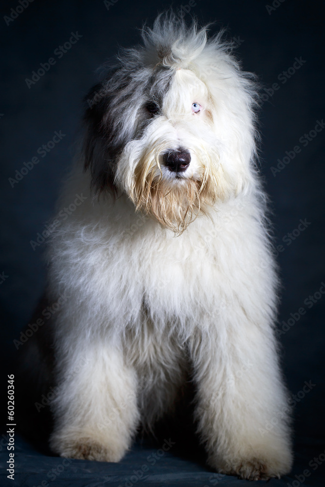 Old English Sheepdog