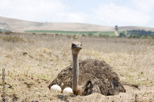 Adult ostrich on eggs