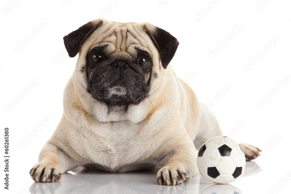 Fototapeta premium pug dog isolated on a white background