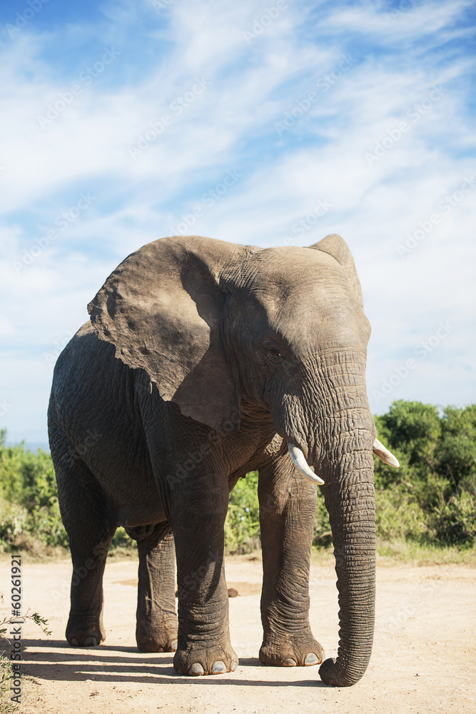 Fototapeta premium elephant