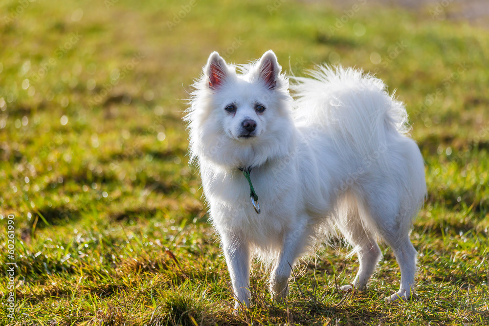 Weißer Spitz Hund Stock-Foto | Adobe Stock