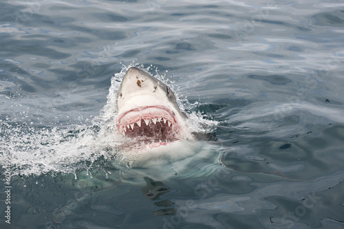 Great white shark © elsahoffmann