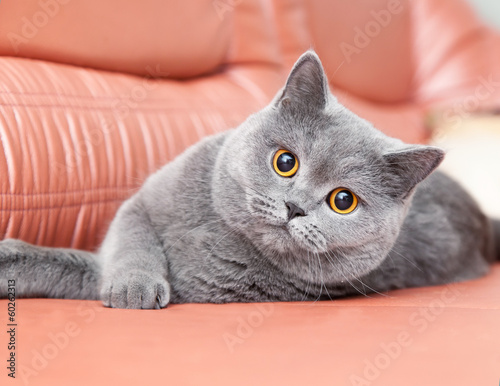 Schilderij op canvas British gray cat lying on a red couch