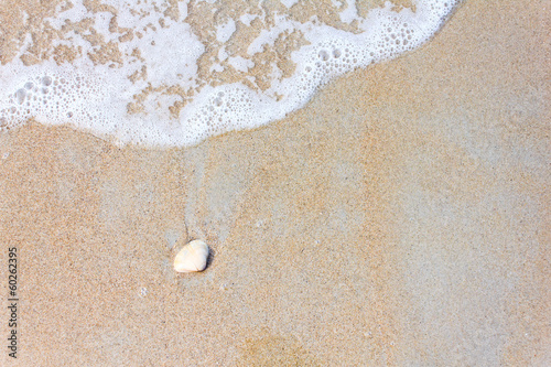 A sea shell on beach