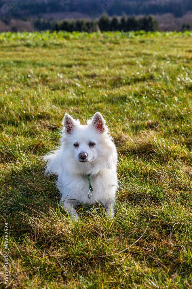 Weißer Spitz Hund