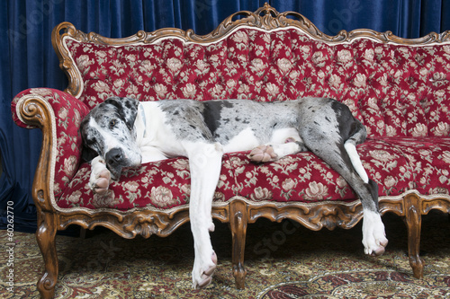 dog on couch