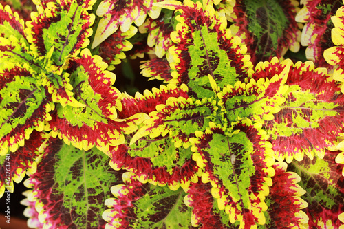 Coleus leaves in the nature
