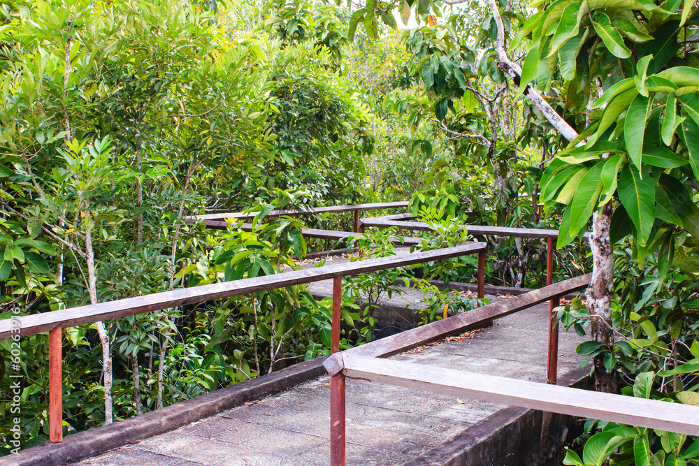 bridge through the mangrove reforestation