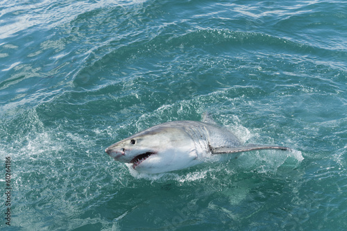 Great white shark