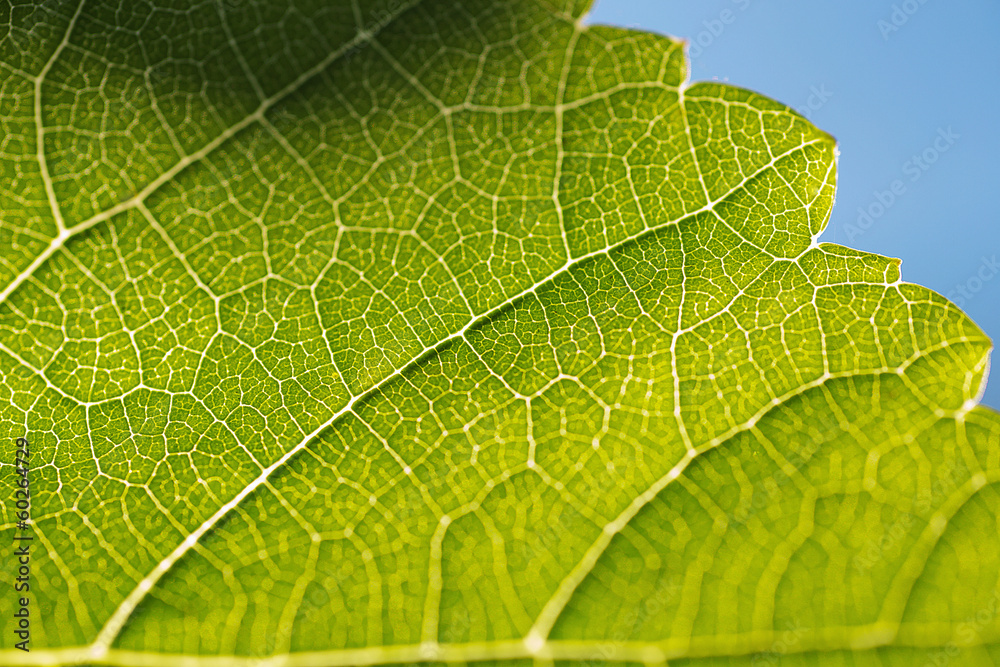 Grapevine Leaf Grapevine Leaf