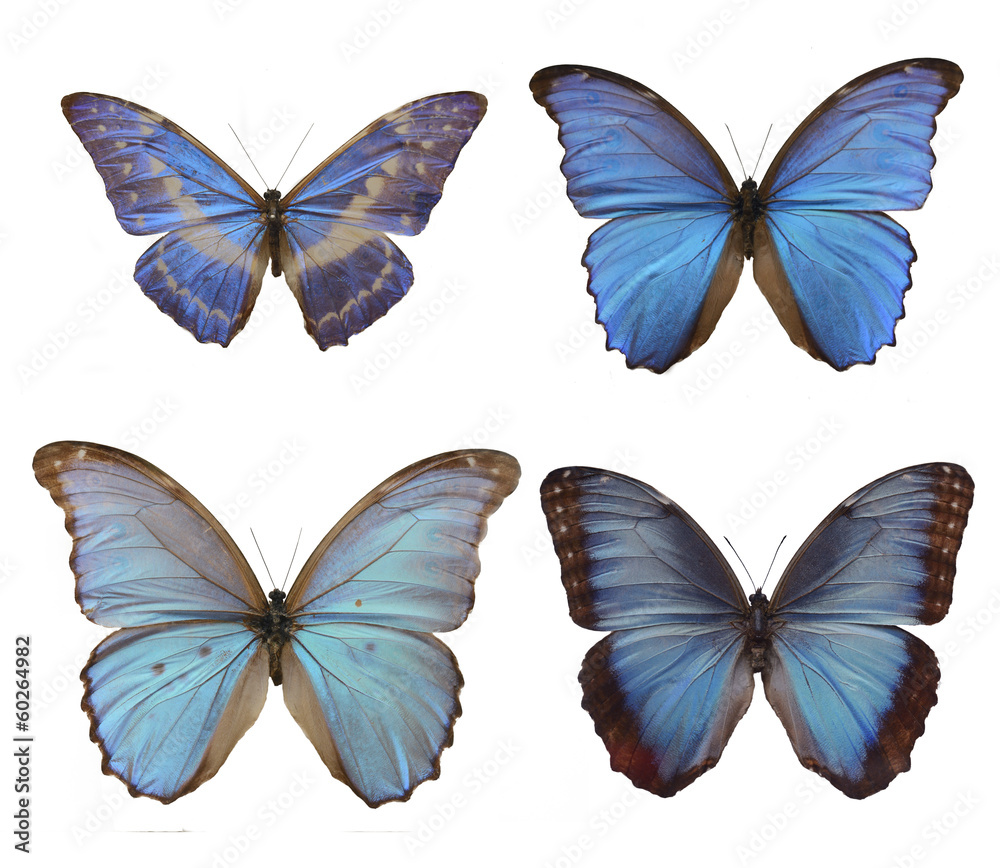 Naklejka premium morpho butterfly