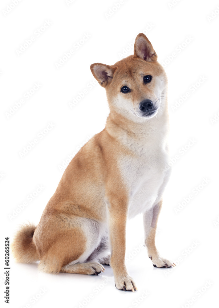 shiba inu shiba inu