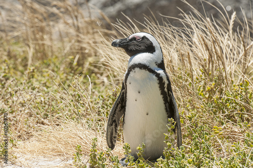 Penguin on beach