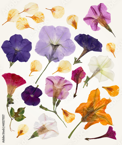 Flower vector set. Isolated objects. Herbarium for your design. photo