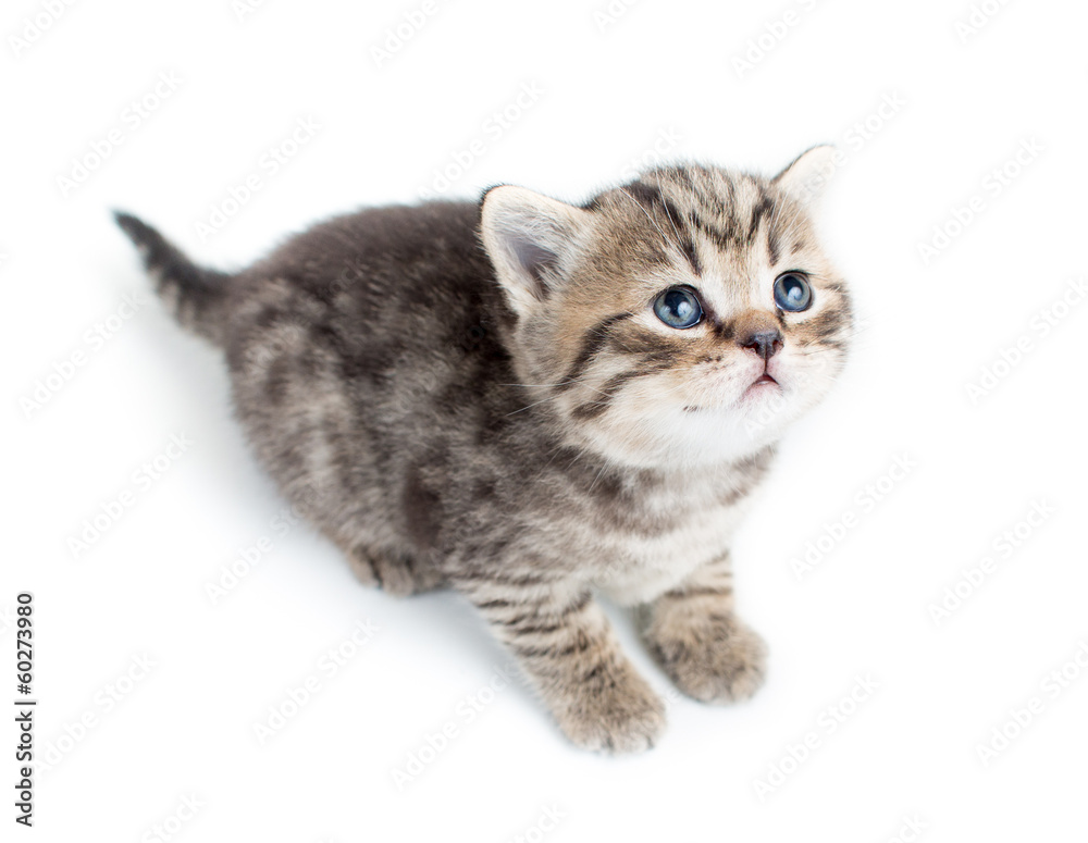 top view of baby cat kitten on white background top view of baby cat kitten on white background