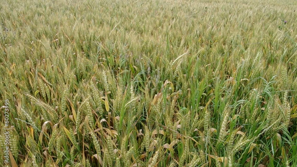 Levels of wheat nearing harvest.