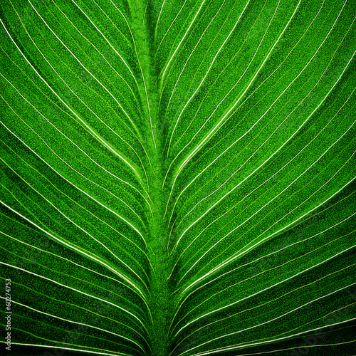 bright green leaf