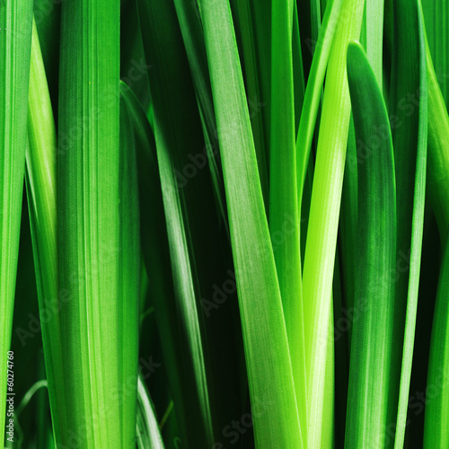 green leaves