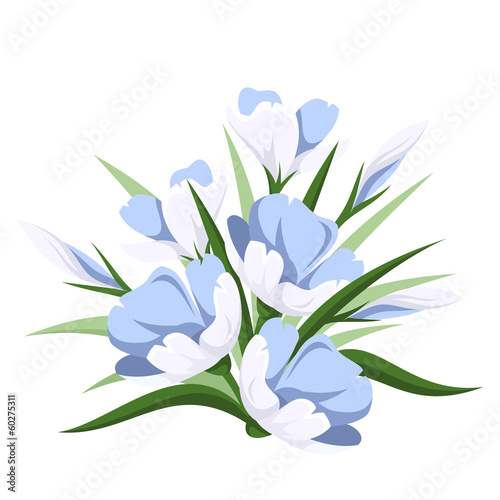 Fototapeta Naklejka Na Ścianę i Meble -  Blue crocus flowers. Vector illustration.