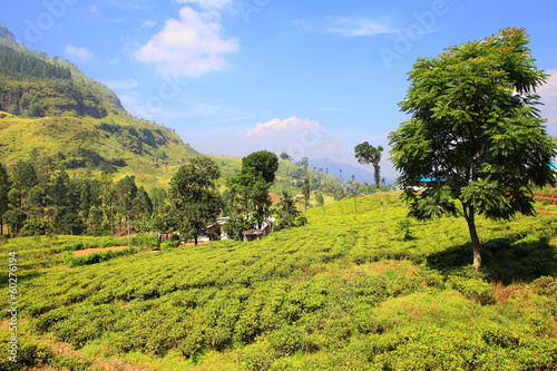 Bilde på lerret Ceylon tea plantation in Sri Lanka