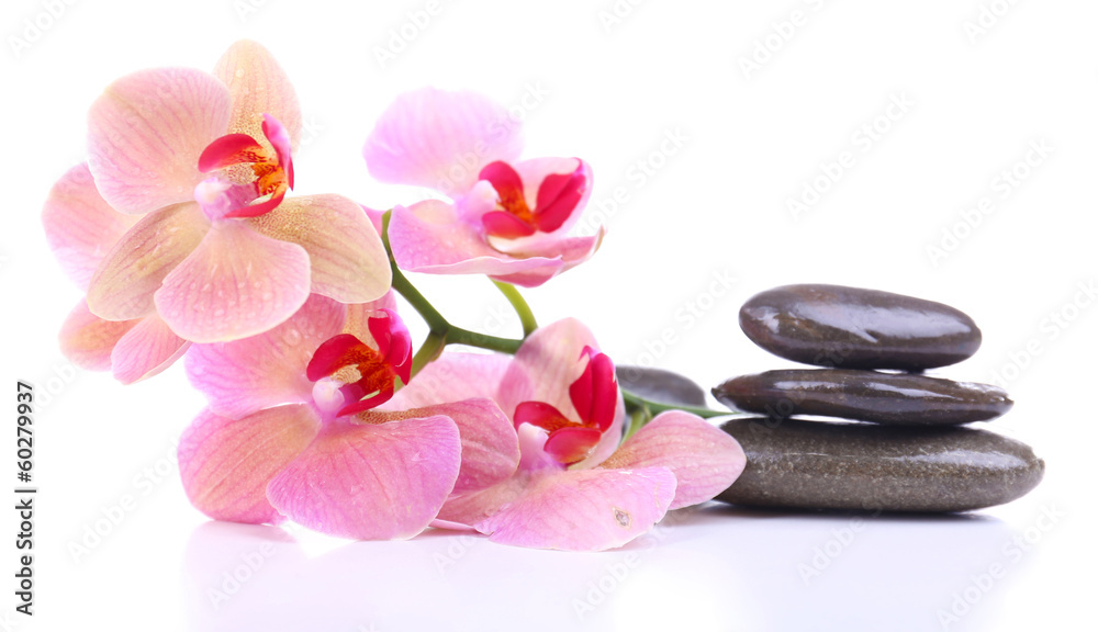 Fototapeta premium Skład z piękną kwitnącą orchideą z wodnymi kroplami i