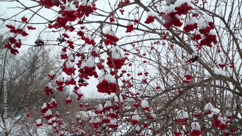 snowball red branches under snow at winter snowball red branches under snow at winter