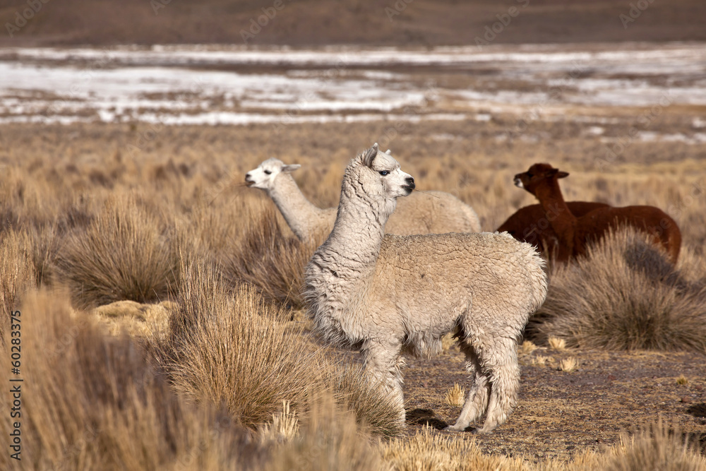 Fototapeta premium lama, alpaca