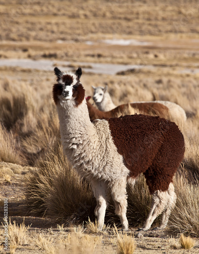 lama, alpaca photo