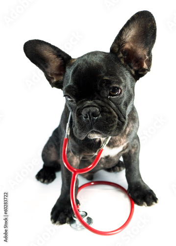 dog and a stethoscope