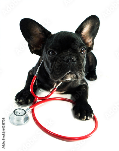 dog and a stethoscope