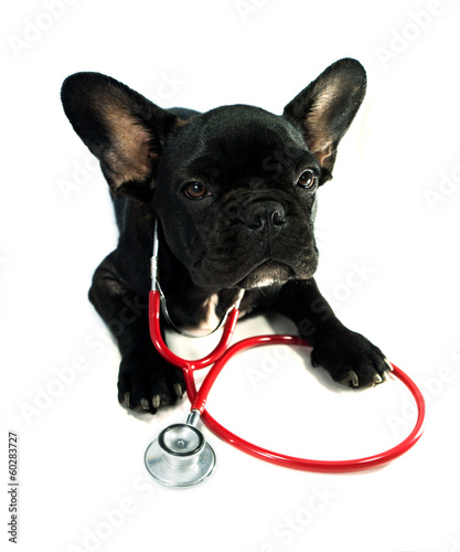 dog and a stethoscope