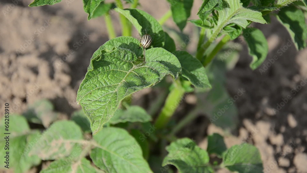 Hand catch colorado beetle parasite insect on potato plant leaf Hand catch colorado beetle parasite insect on potato plant leaf