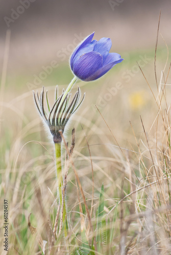 pasqueflower on meadow