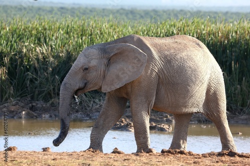 Female Elephant