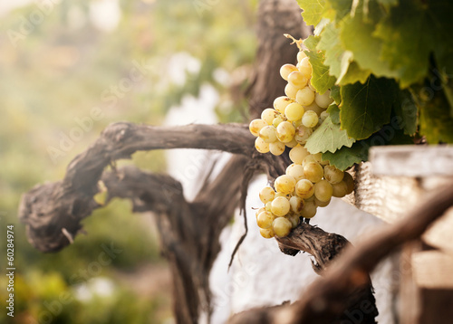Fotografía Bunch of white grapes in the vineyard