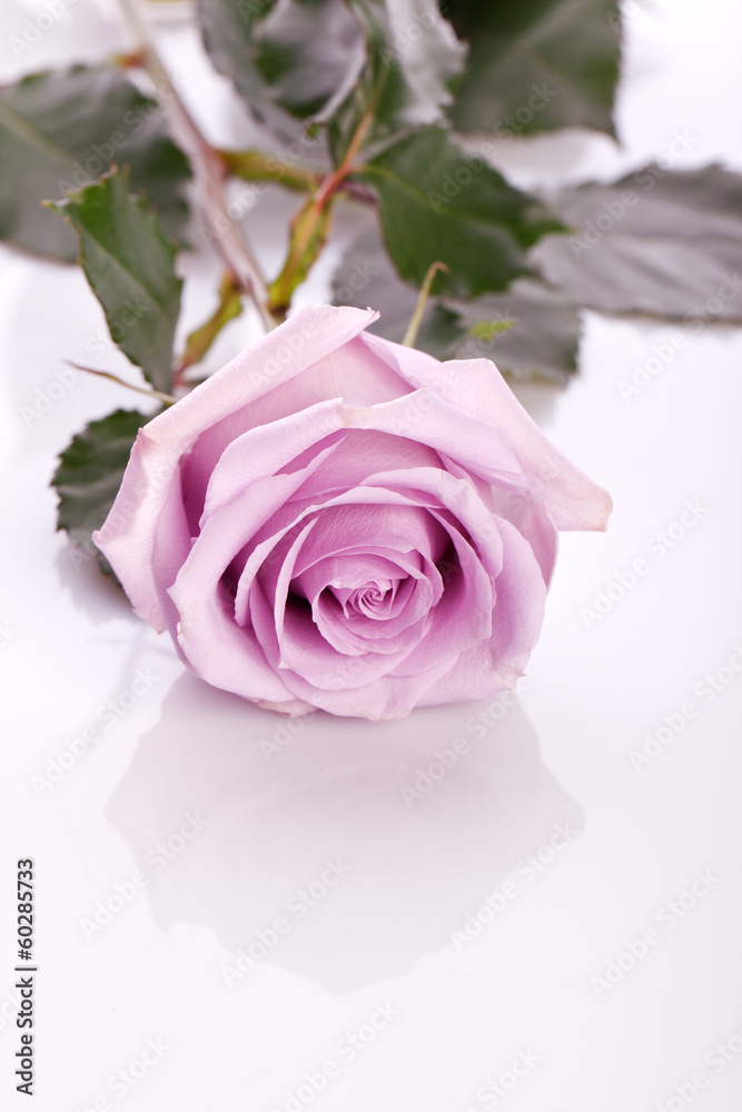 beautiful pink rose on bright background