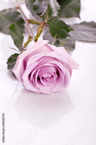 beautiful pink rose on bright background