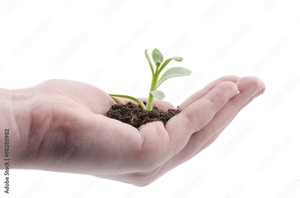 Hand mit Pflanze Hand mit Pflanze