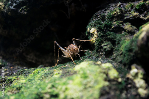 Cricket Cave © mariodebat