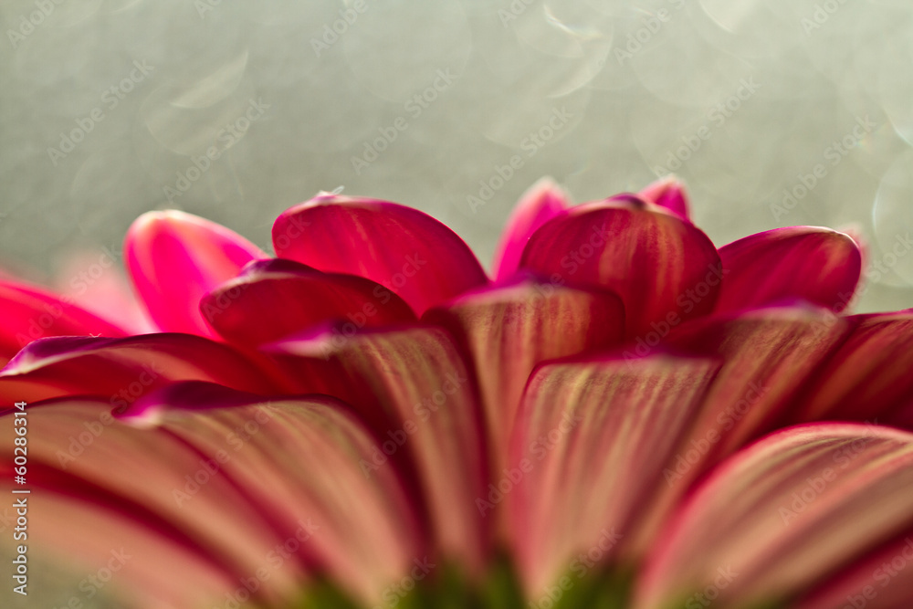Fototapeta premium Macro photo of gerbera flower with water drop 