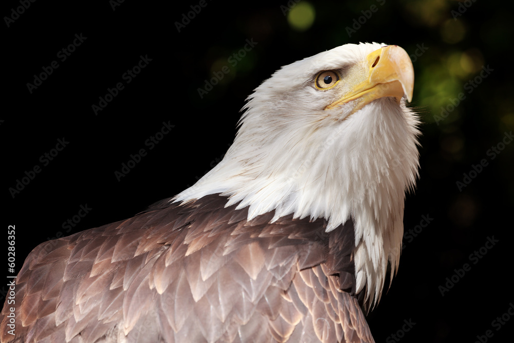 Fototapeta premium Portrait eines Adler (Weißkopfseeadler / Haliaeetus)