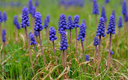 Fototapeta Naklejka Na Ścianę i Meble -  Blue flowers in the garden