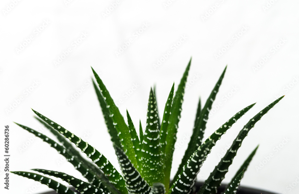 Fototapeta Cactus